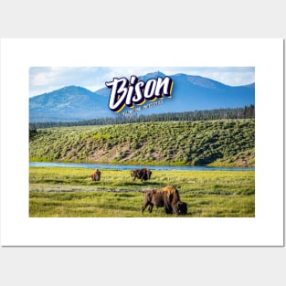 Bison at Yellowstone Posters and Art